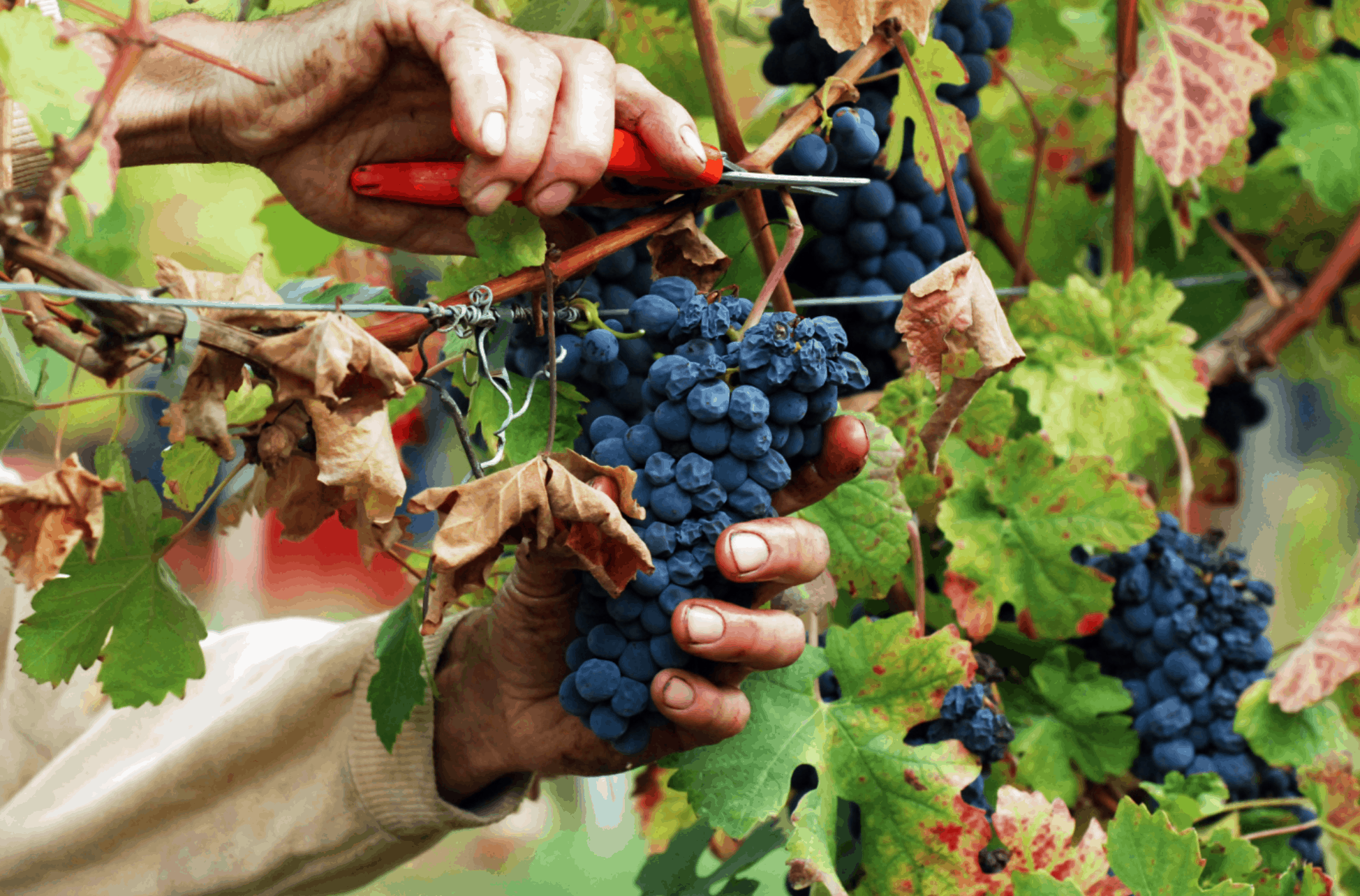 viticoltori-adozione-produrre-vino-facile_2