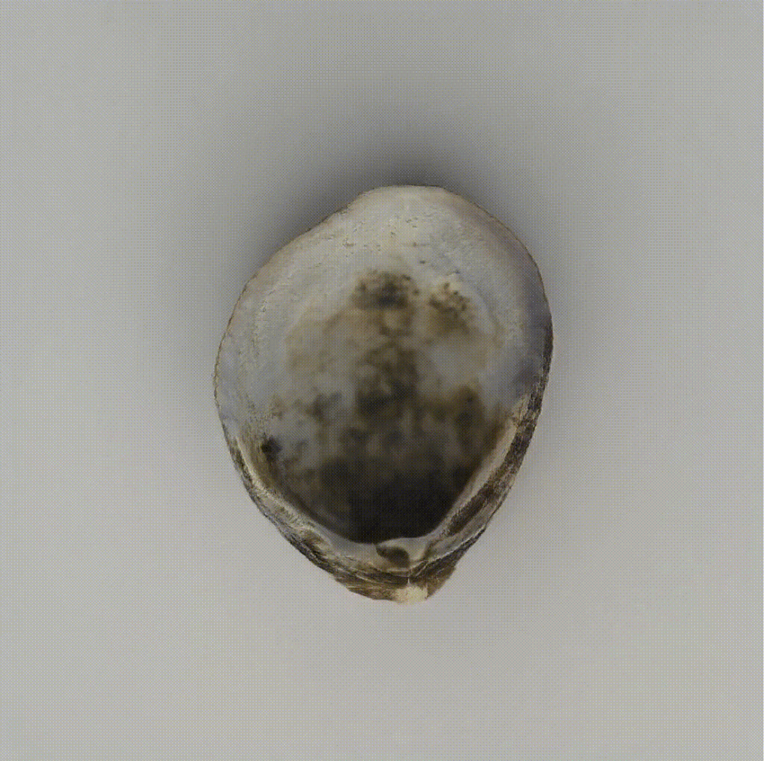 archeo-nft-primo-mai-coniato-andra-asta_6