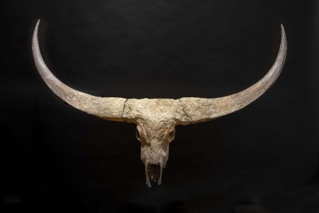 Trofeo fossile bovino