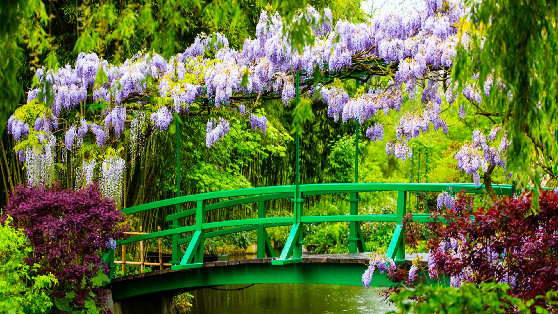 Un ponte verde vibrante si inarca su uno stagno, circondato da una vegetazione lussureggiante. I fiori di glicine viola si stendono magnificamente sul ponte, creando una scena di giardino colorata e serena.