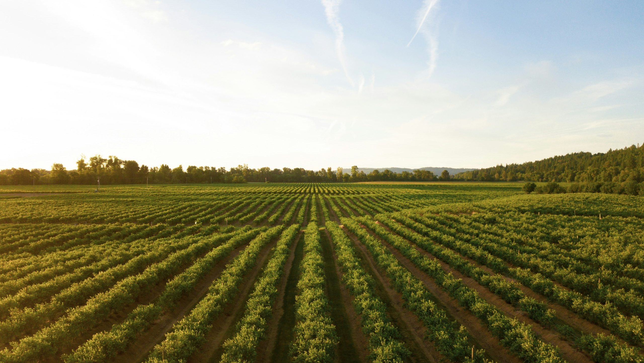 Un grande campo verde coltivato con filari di piante che si estendono in lontananza sotto un cielo blu con nuvole soffici; alberi e colline delimitano l'orizzonte sullo sfondo.