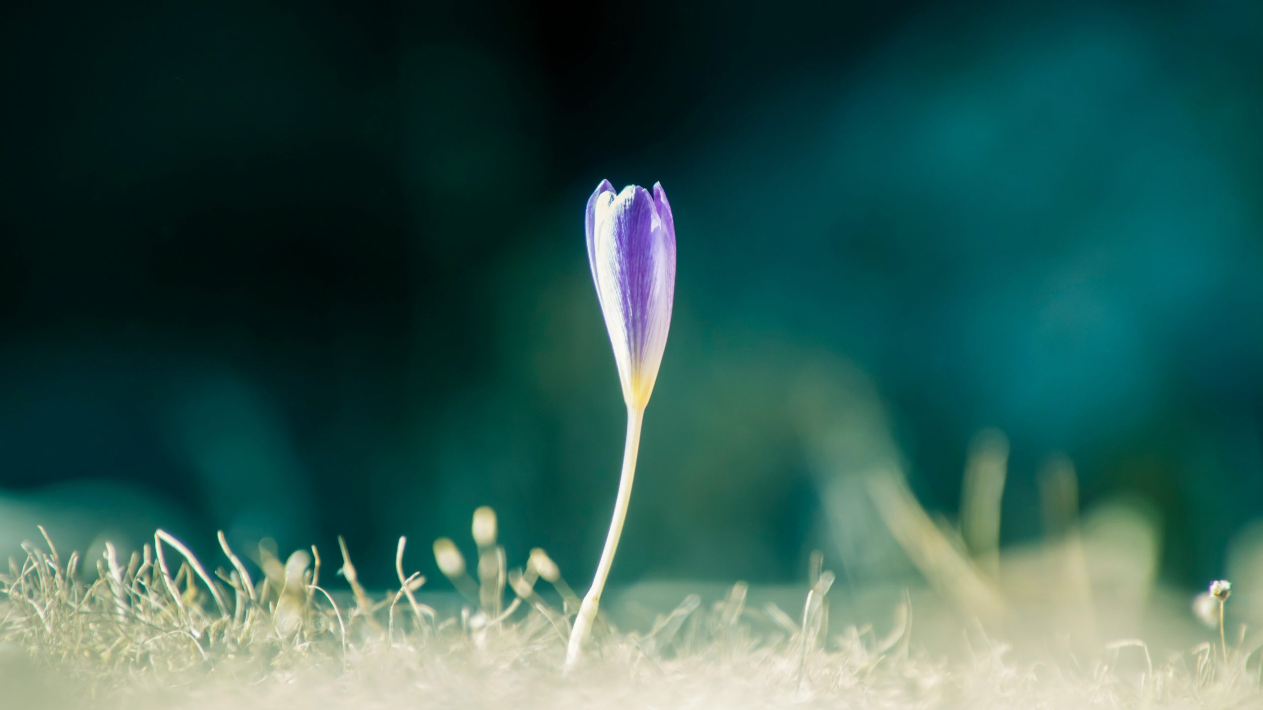 Un singolo bocciolo di fiore viola su uno stelo sottile si erge in un campo di erba soffice e sfocata con un sognante sfondo blu-verde.