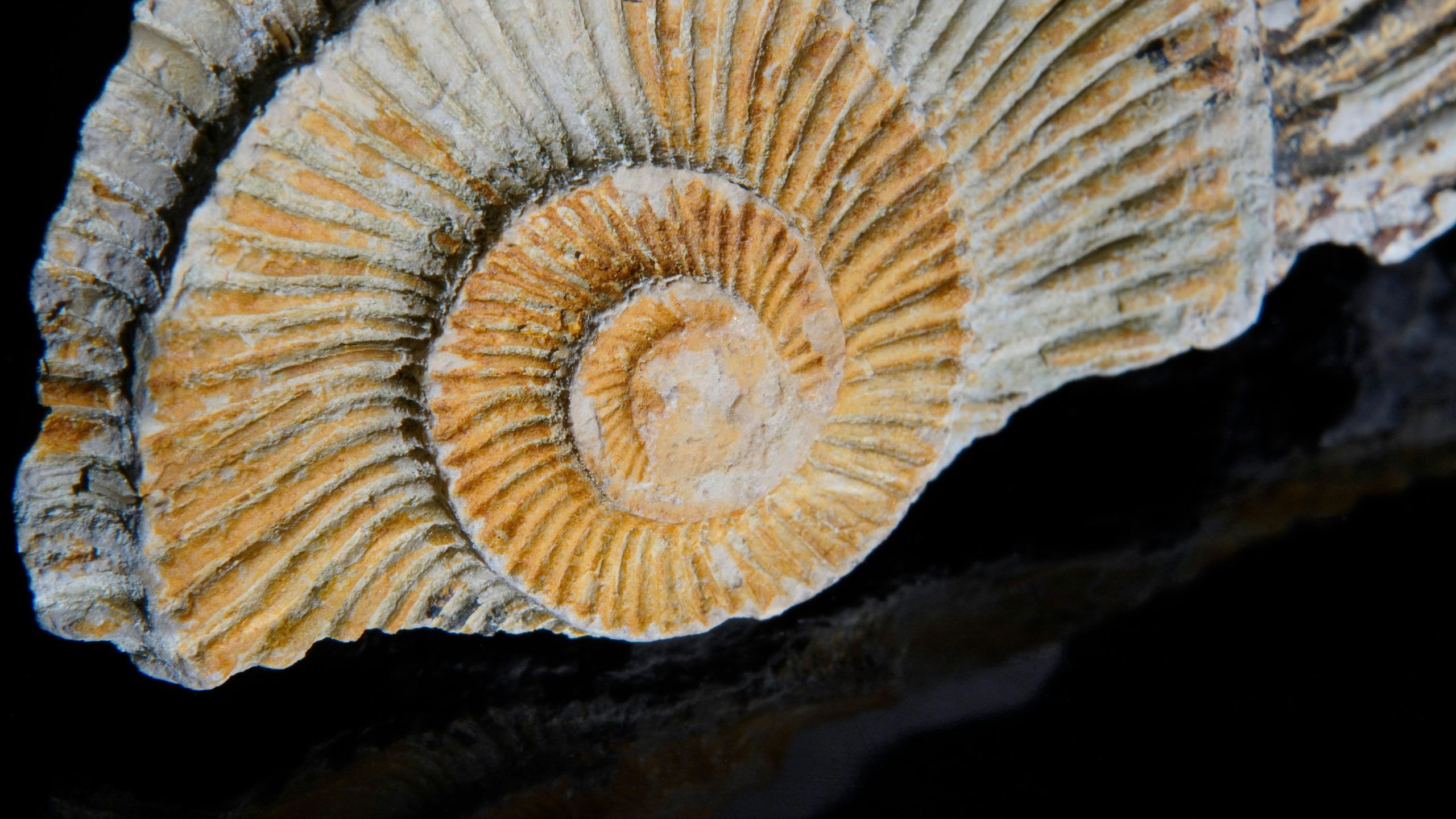 Primo piano di un'ammonite fossile a forma di spirale con creste distinte, di colore marrone chiaro e beige, su uno sfondo scuro.