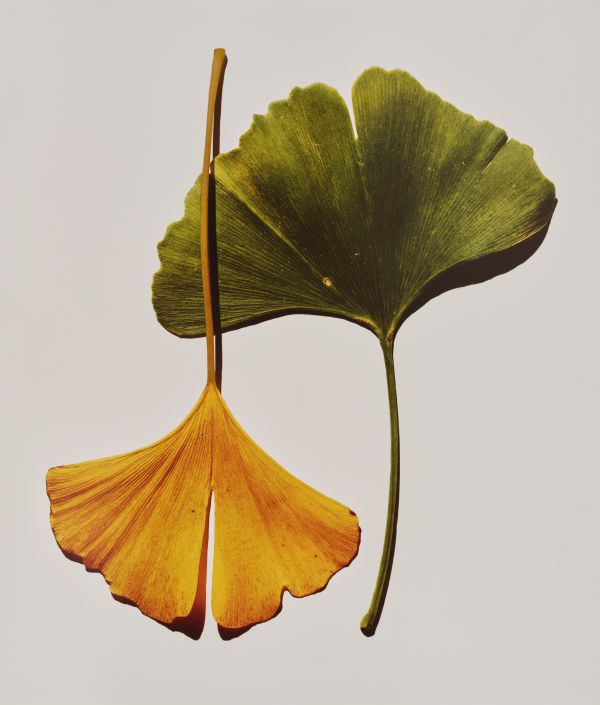 Due foglie di ginkgo su sfondo chiaro, una verde e l'altra giallo-arancio, entrambe a forma di ventaglio con bordi lobati e venature visibili, posizionate l'una accanto all'altra, evocano l'eleganza naturale che si vede in alcune delle foto più costose del 2025.