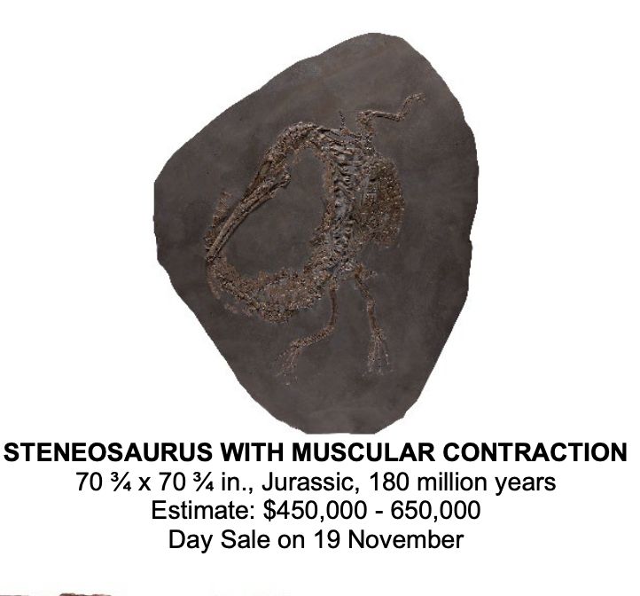 Scheletro fossilizzato di uno Steneosauro esposto su una lastra di pietra scura, con una curvatura visibile che ricorda una contrazione muscolare. Il testo sottostante fornisce dettagli sull'asta dinosauro (asta phillips), dimensioni, età e prezzo stimato.