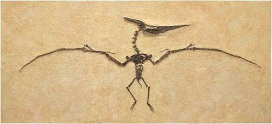 Fossile di pterosauro con ali spiegate, cresta cranica visibile e arti lunghi, esposto su uno sfondo di pietra chiara, presente nella collezione dinosauro asta phillips.