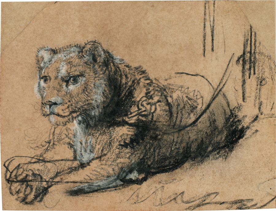 Schizzo approssimativo di una leonessa sdraiata su carta marrone, disegnato con gesso bianco e nero in stile Rembrandt Leone. La leonessa guarda a sinistra con un'espressione calma e lo sfondo è incompiuto con linee di schizzo visibili.